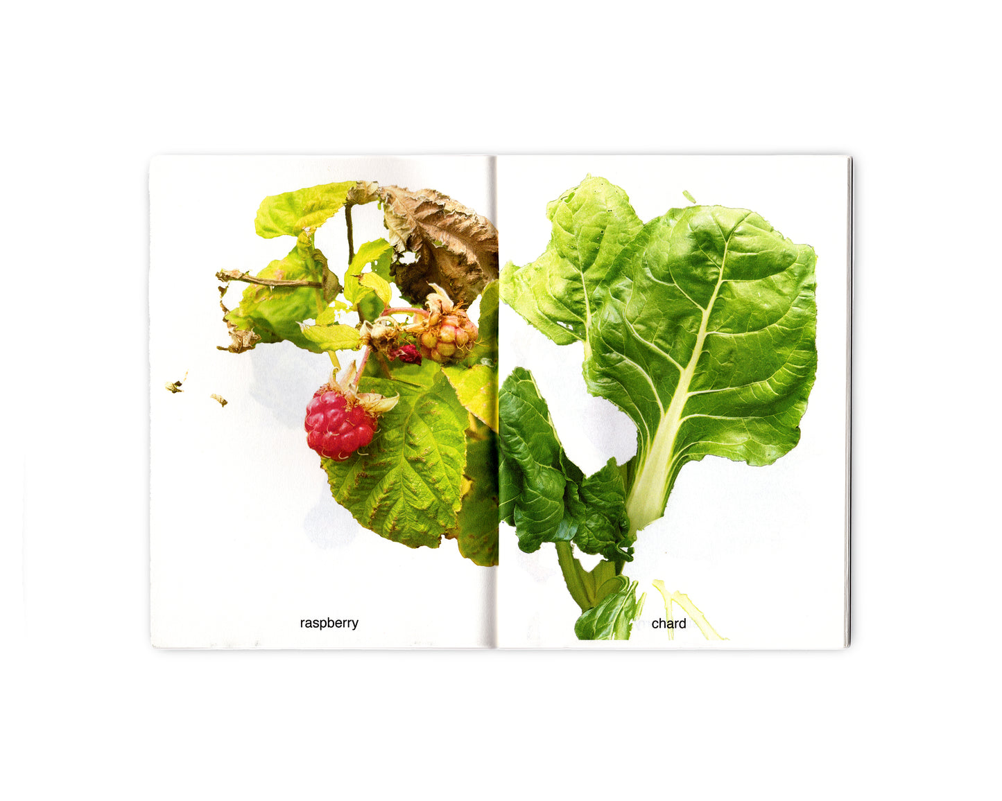 MY FRUITS MY VEGETABLES - FÉLIX SAINT-GENIS