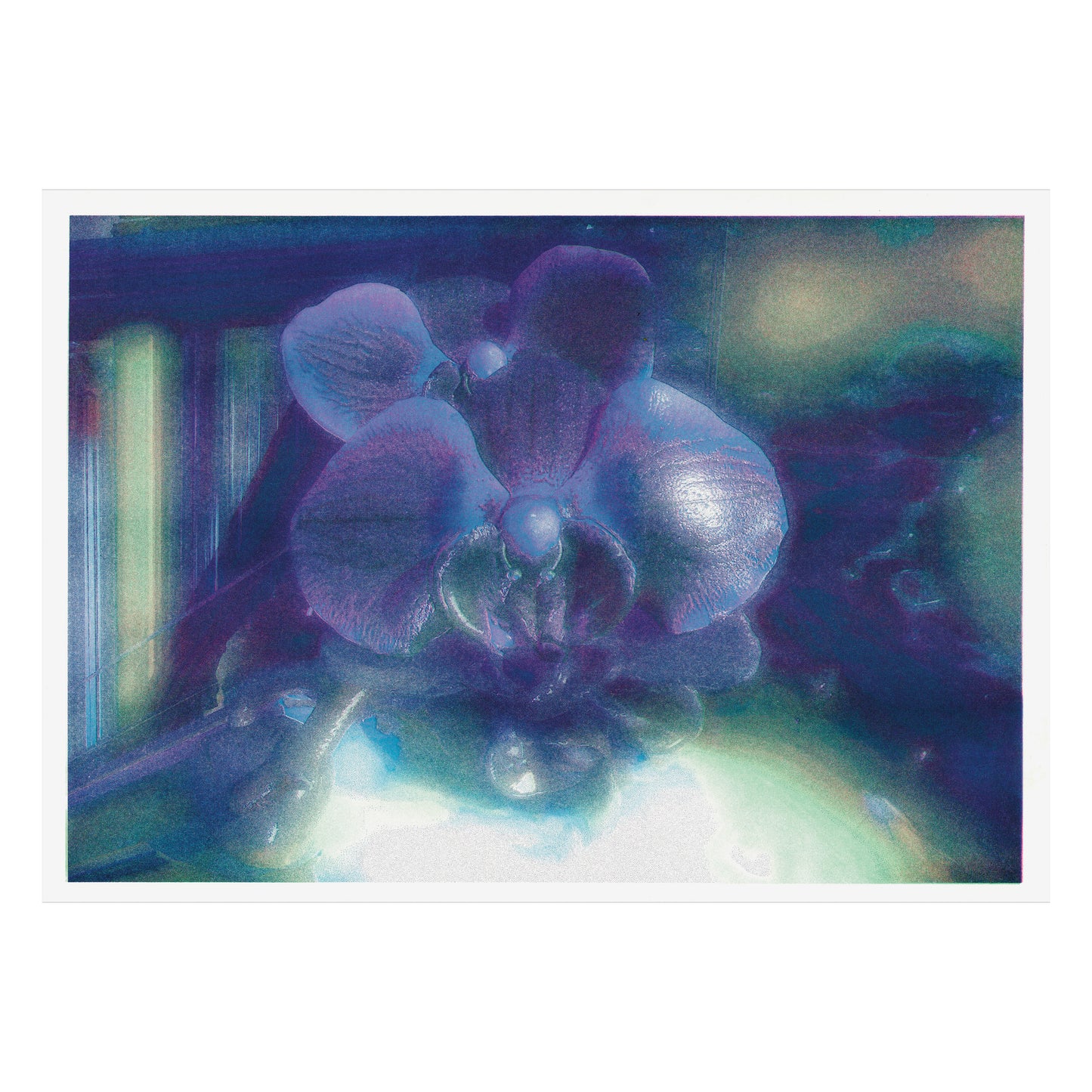 XENIA OBUKHOVSKAYA - "ORCHID"